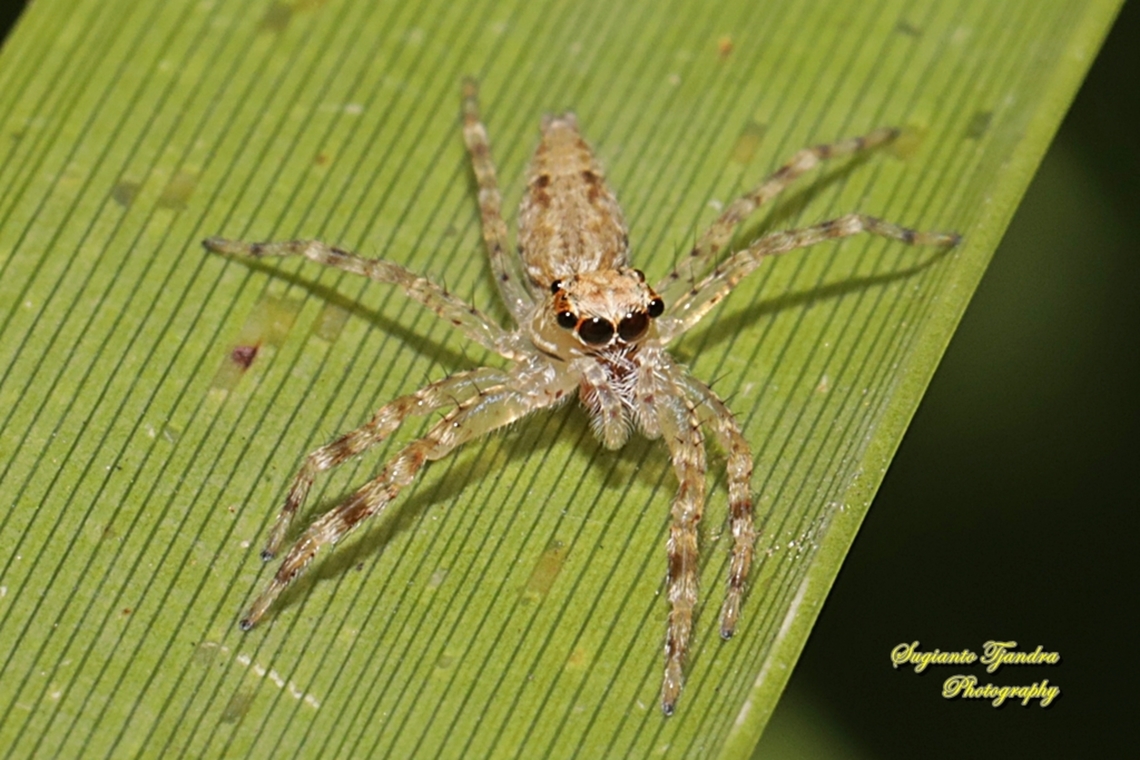 Bronze Jumping Spider, Helpis minitabunda, family Salticidae  Australia,Fall,Geotagged,Helpis minitabunda