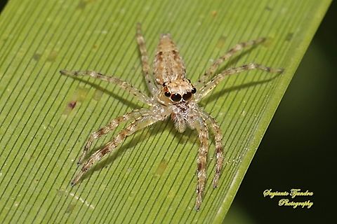 Bronze Jumping Spider, Helpis minitabunda, family Salticidae  Australia,Fall,Geotagged,Helpis minitabunda