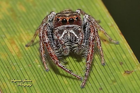 Garden Jumping Spider, Opisthoncus Sp., family Salticidae  Australia,Fall,Geotagged