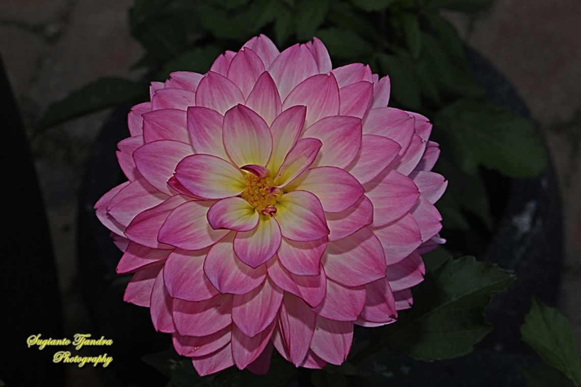 Garden Dahlia flower, Dahlia pinnata, family Asteraceae  Australia,Dahlia pinnata,Fall,Garden Dahlia,Geotagged