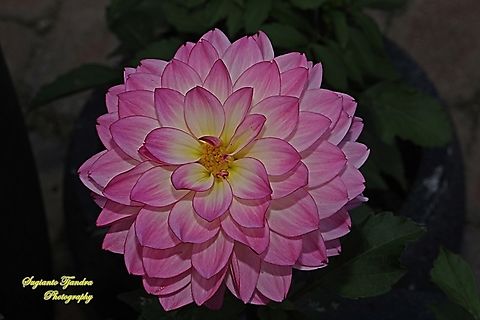 Garden Dahlia flower, Dahlia pinnata, family Asteraceae  Australia,Dahlia pinnata,Fall,Garden Dahlia,Geotagged