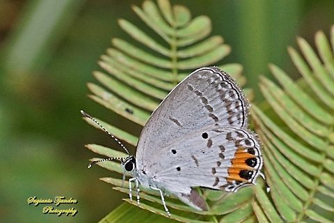 Oriental Short-tailed Blue, Everes lacturnus, family Lycaenidae  Everes lacturnus,Fall,Geotagged,Indonesia