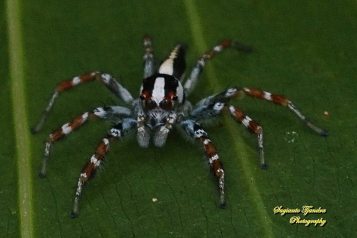 The Jolly Telamonia, Telamonia festiva, family Salticidae  Fall,Geotagged,Indonesia,Jolly Telamonia,Telamonia festiva