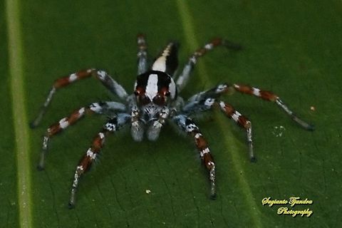 The Jolly Telamonia, Telamonia festiva, family Salticidae  Fall,Geotagged,Indonesia,Jolly Telamonia,Telamonia festiva