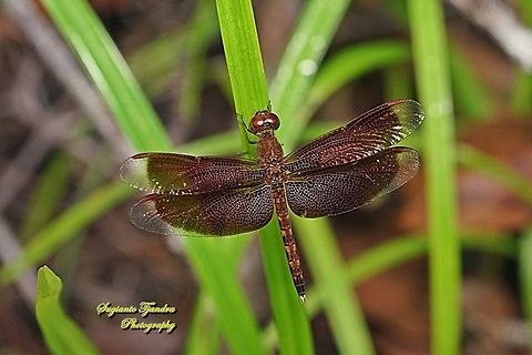 Grasshawk Dragonfly, Neurothemis fluctuans - female  Fall,Geotagged,Indonesia,Neurothemis fluctuans,Red Grasshawk