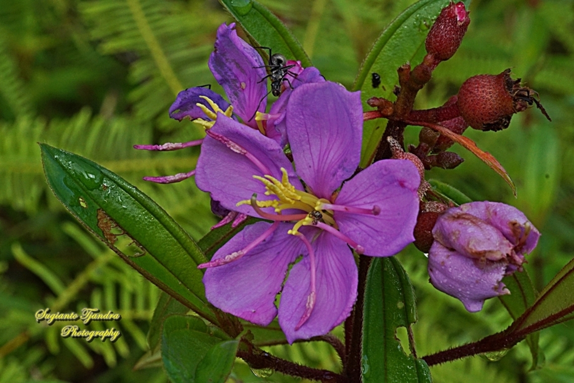 Senduduk flower/ Malabar melastoma, Melastoma malabathricum (family Melastomataceae)  Fall,Geotagged,Indonesia,Malabar melastome,Melastoma malabathricum
