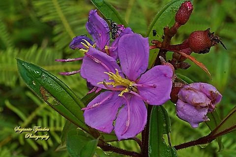 Senduduk flower/ Malabar melastoma, Melastoma malabathricum (family Melastomataceae)  Fall,Geotagged,Indonesia,Malabar melastome,Melastoma malabathricum