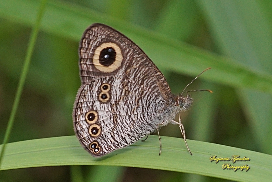 Common Five Ring Butterfly, Ypthima baldus  Common Fivering,Fall,Geotagged,Indonesia,Ypthima baldus