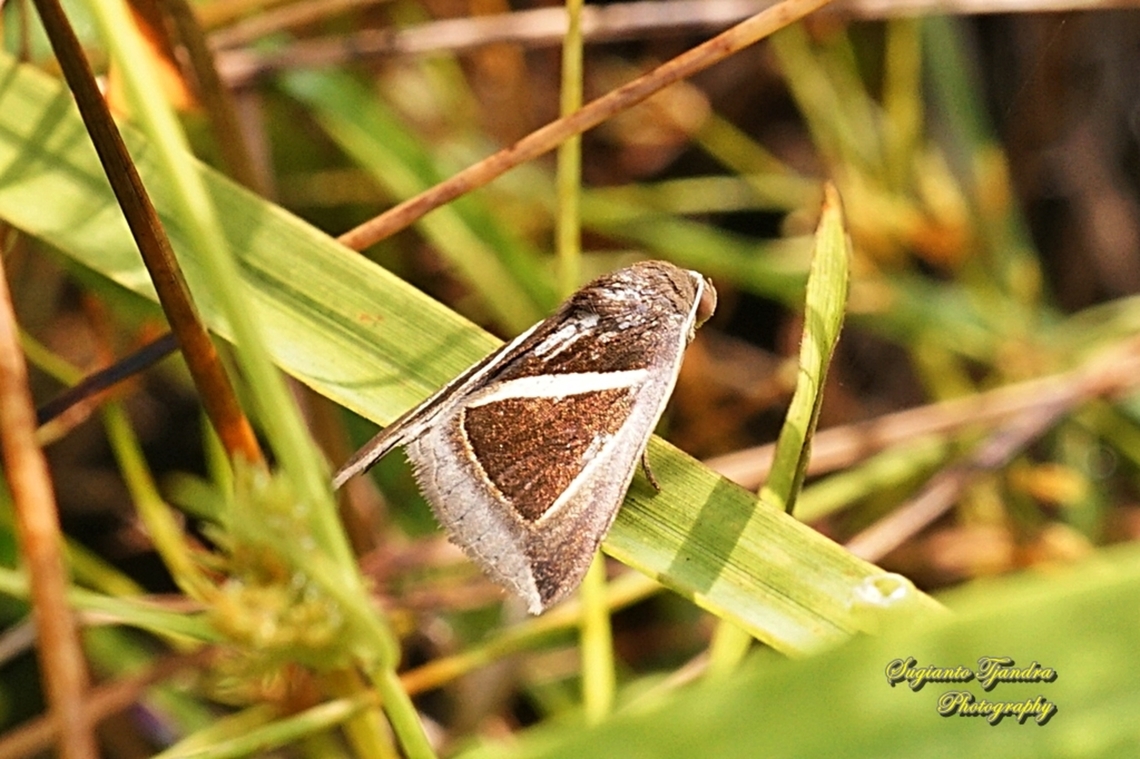 4-Triangled Noctuid Moth, Trigonodes hyppasia, family Erebidae  Fall,Geotagged,Indonesia,Triangles,Trigonodes hyppasia
