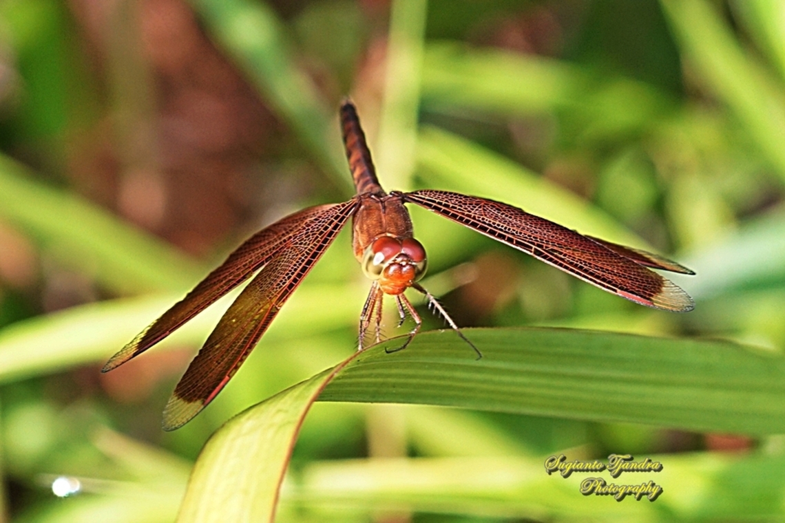 Grasshawk Dragonfly, Neurothemis fluctuans  Fall,Geotagged,Indonesia,Neurothemis fluctuans,Red Grasshawk