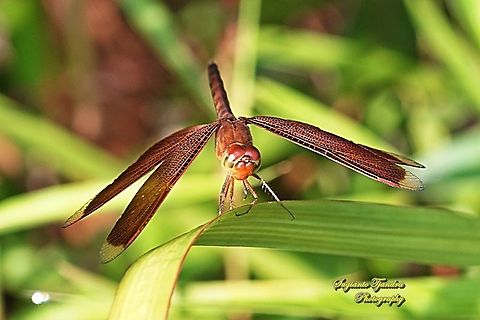 Grasshawk Dragonfly, Neurothemis fluctuans  Fall,Geotagged,Indonesia,Neurothemis fluctuans,Red Grasshawk