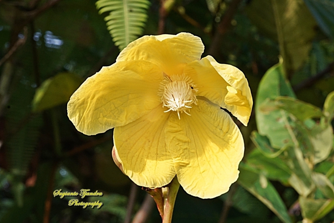 Simpoh air flower, Dillenia suffruticosa, Family Dilleniaceae  Dillenia suffruticosa,Fall,Geotagged,Indonesia,Simpoh Ayer