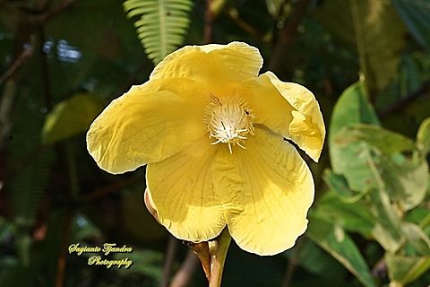 Simpoh air flower, Dillenia suffruticosa, Family Dilleniaceae  Dillenia suffruticosa,Fall,Geotagged,Indonesia,Simpoh Ayer