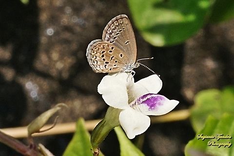 Lesser Grass Blue, Zizina otis annetta "standing on the Chinese Violet Weed flower, Asystasia gangetica"  Fall,Geotagged,Indonesia,Lesser grass blue,Zizina otis
