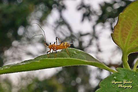 Yellow assassin bug, Cosmolestes picticeps, family Reduviidae  Cosmolestes picticeps,Fall,Geotagged,Indonesia