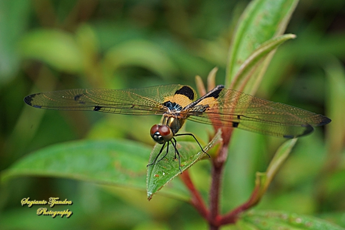The yellow-striped flutterer dragonfly, Rhyothemis phyllis  Fall,Geotagged,Indonesia,Rhyothemis phyllis,Yellow-striped Flutterer