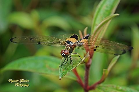 The yellow-striped flutterer dragonfly, Rhyothemis phyllis  Fall,Geotagged,Indonesia,Rhyothemis phyllis,Yellow-striped Flutterer