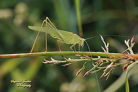 Fork-tailed Bush Katydid, Tettigoniidae  Fall,Geotagged,Indonesia