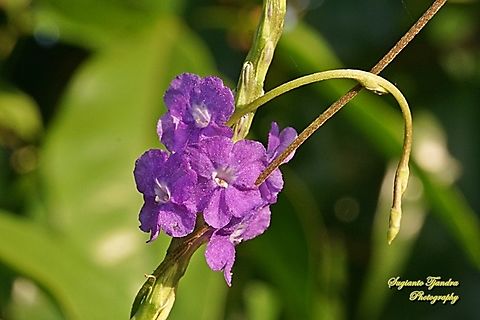 Bunga Pecut Kuda, Blue Snakeweed (Stachytarpheta jamaicensis)  Blue porterweed,Fall,Geotagged,Indonesia,Stachytarpheta jamaicensis
