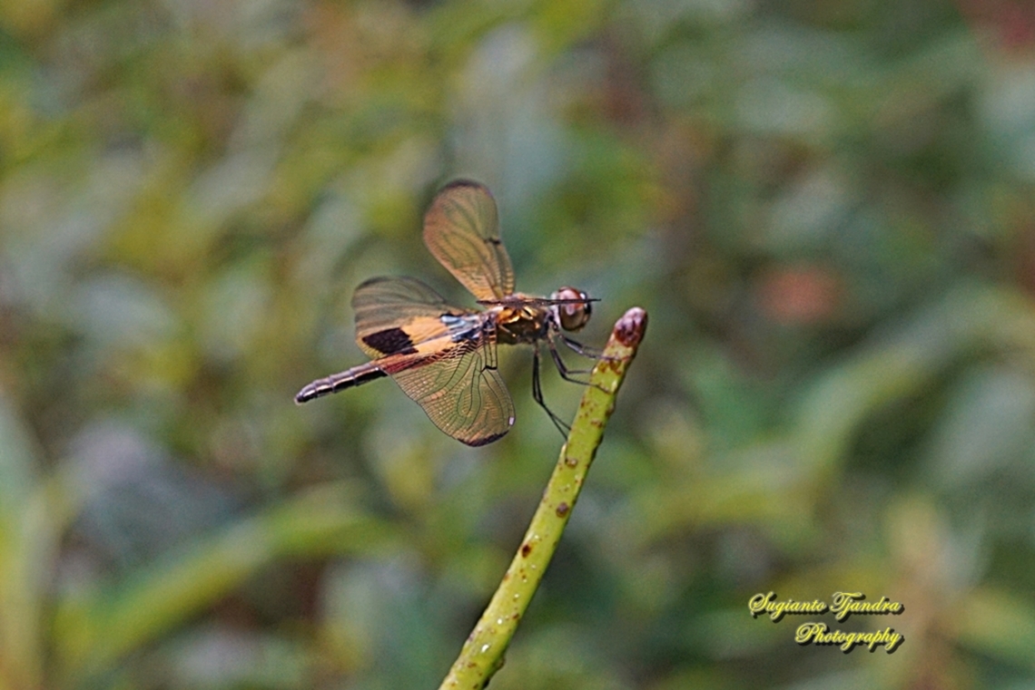 The yellow-striped flutterer dragonfly, Rhyothemis phyllis  Fall,Geotagged,Indonesia,Rhyothemis phyllis,Yellow-striped Flutterer