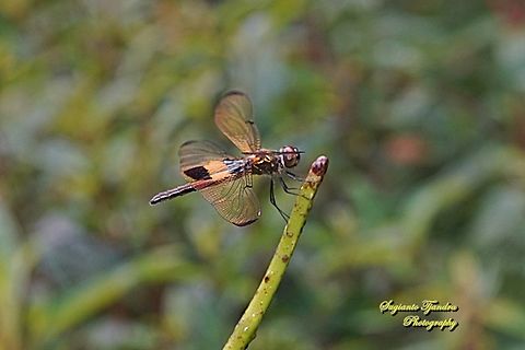 The yellow-striped flutterer dragonfly, Rhyothemis phyllis  Fall,Geotagged,Indonesia,Rhyothemis phyllis,Yellow-striped Flutterer