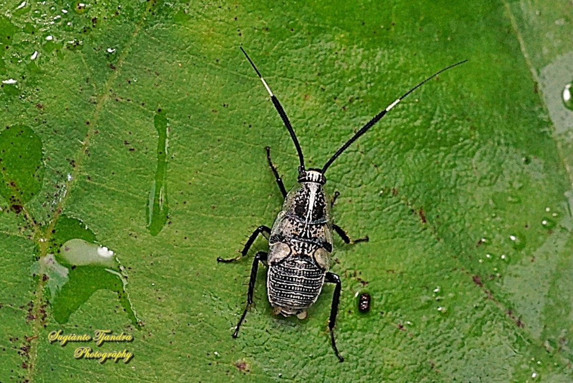 Forest Cockroach, Hemithyrsocera histrio, family Ectobiidae  Fall,Geotagged,Hemithyrsocera histrio,Indonesia