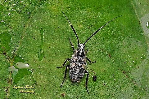 Forest Cockroach, Hemithyrsocera histrio, family Ectobiidae  Fall,Geotagged,Hemithyrsocera histrio,Indonesia