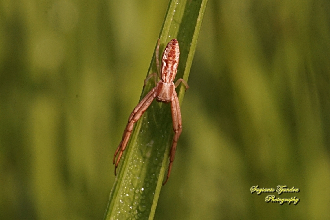 Crab Spider, Runcinia Sp., Thomisidae  Fall,Geotagged,Indonesia