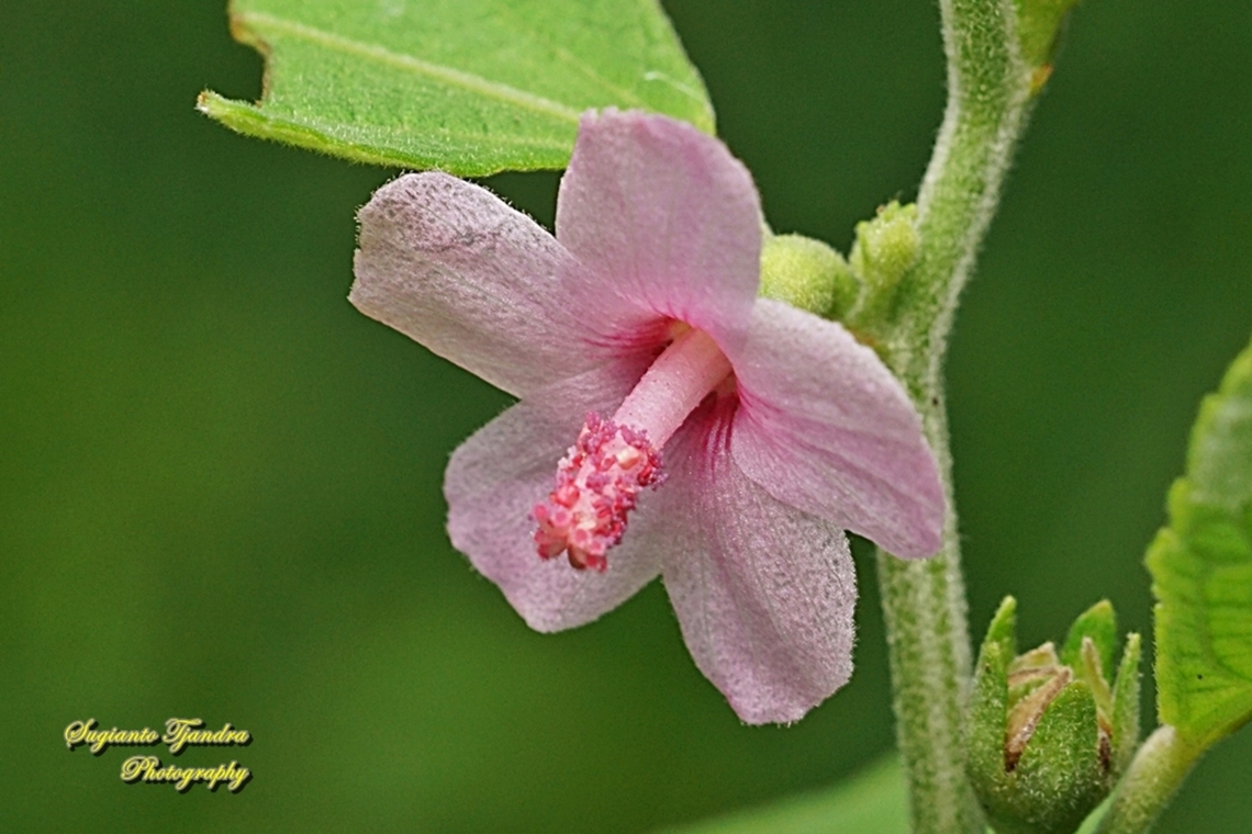 Caesarweed flower, Urena lobata  Caesarweed,Fall,Geotagged,Indonesia,Urena lobata