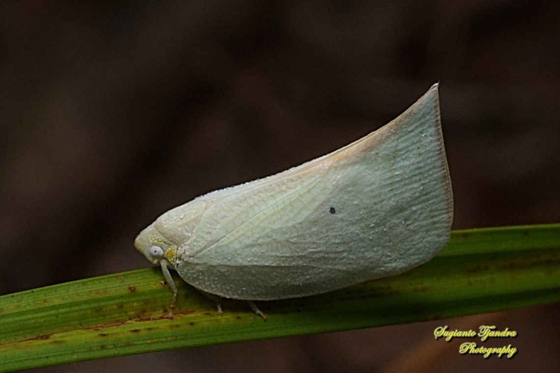 Flatid planthopper, Flatormenis Sp., family Flatidae  Fall,Geotagged,Indonesia