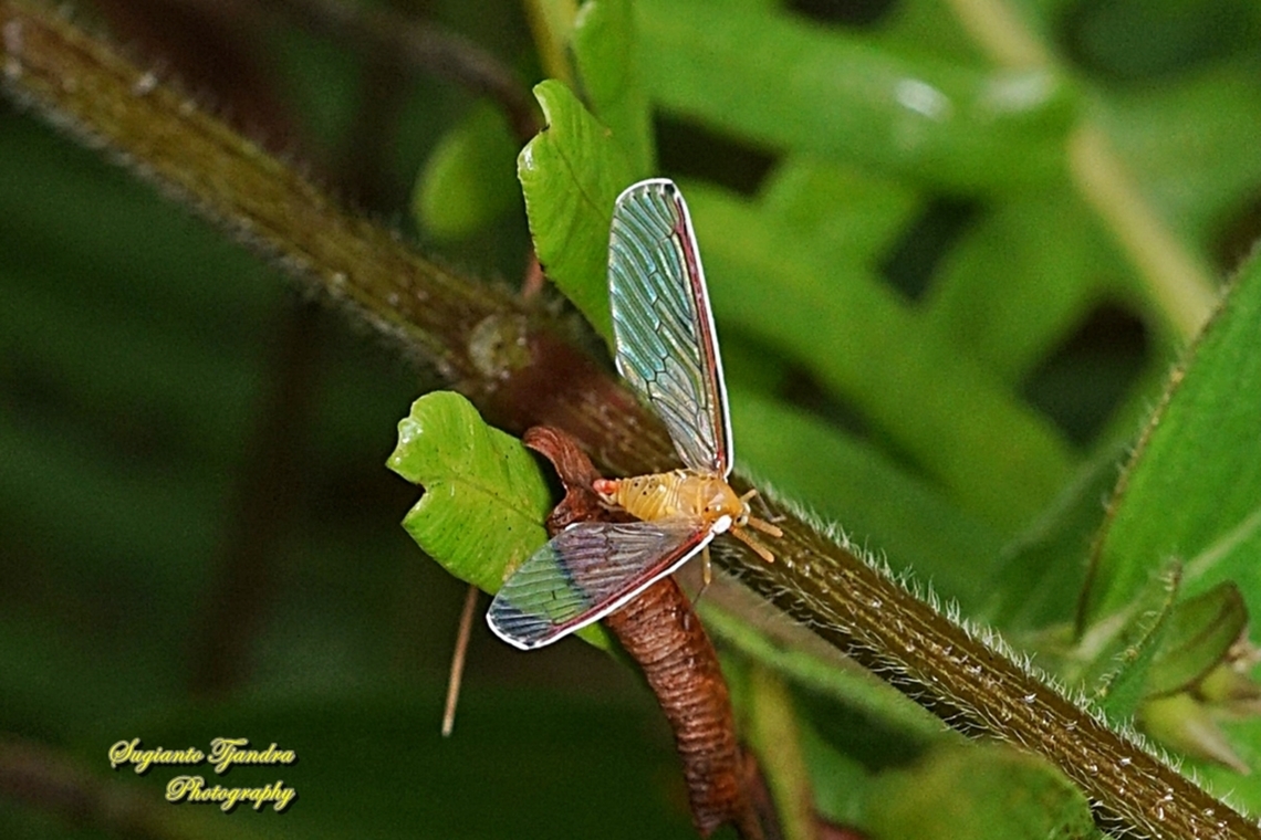 Derbid Planthopper, Derbidae  Fall,Geotagged,Indonesia