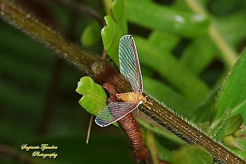 Derbid Planthopper, Derbidae  Fall,Geotagged,Indonesia