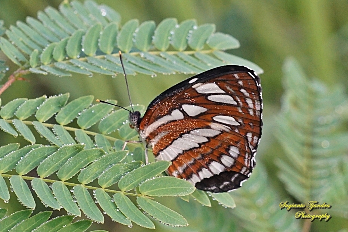 Common Sailor Butterfly, Neptis hylas ssp papaja  Common sailor,Fall,Geotagged,Indonesia,Neptis hylas