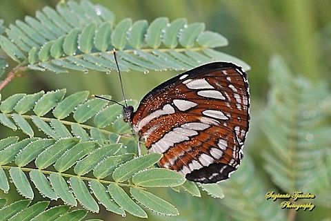 Common Sailor Butterfly, Neptis hylas ssp papaja  Common sailor,Fall,Geotagged,Indonesia,Neptis hylas
