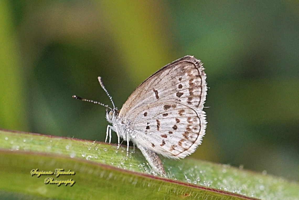 Lesser Grass Blue, Zizina otis annetta.  Fall,Geotagged,Indonesia,Lesser grass blue,Zizina otis