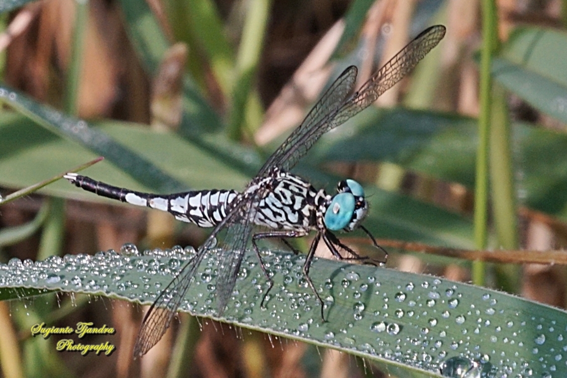 Trumpet Tail Dragonfly, Acisoma panorpoides - Male  Acisoma panorpoides,Fall,Geotagged,Grizzled pintail,Indonesia