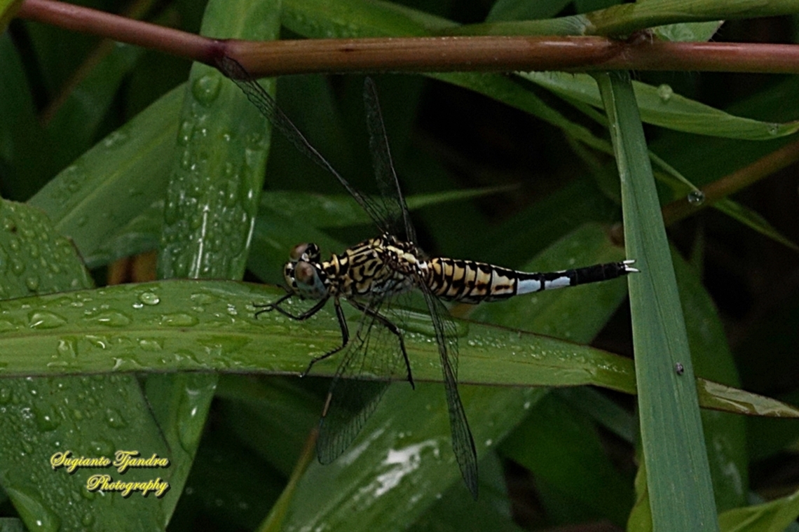 Trumpet Tail Dragonfly, Acisoma panorpoides - Female  Acisoma panorpoides,Fall,Geotagged,Grizzled pintail,Indonesia