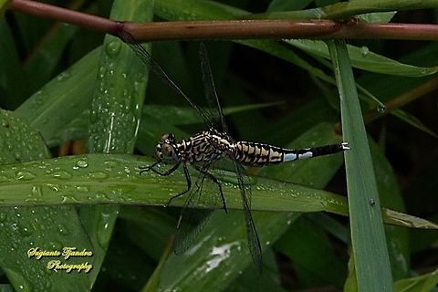 Trumpet Tail Dragonfly, Acisoma panorpoides - Female  Acisoma panorpoides,Fall,Geotagged,Grizzled pintail,Indonesia