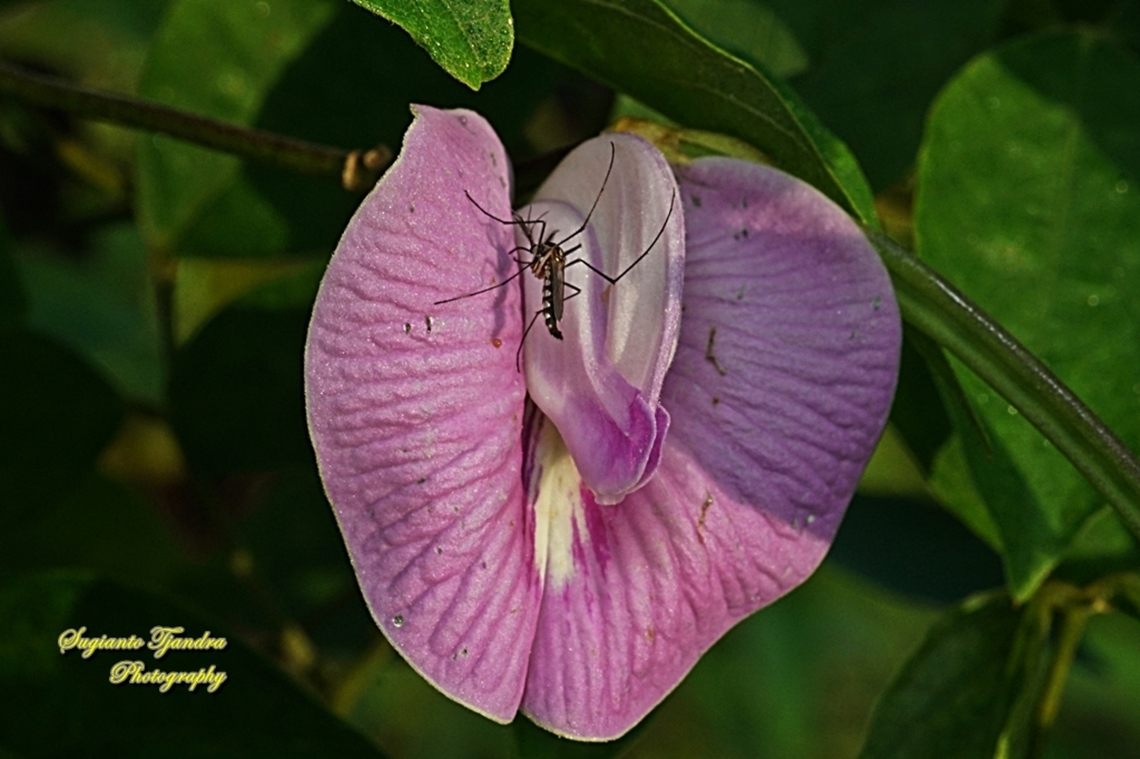 Culex Mosquito, Culicidae "standing on the Butterfly Pea flower, Centrosema virginianum"  Fall,Geotagged,Indonesia