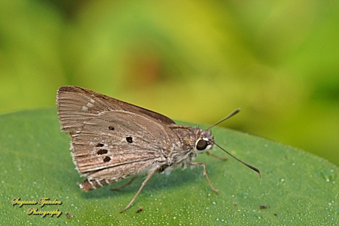 Skipper Butterfly, Palm Bob, Suastus gremius gremius  Fall,Geotagged,Indonesia,Palm Bob,Suastus gremius
