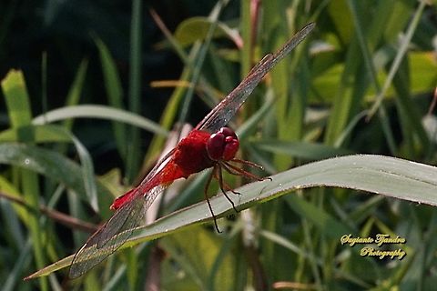 The Scarlet Skimmer Dragonfly, Crocothemis servilia servilia - Male  Crocothemis servilia,Fall,Geotagged,Indonesia,Scarlet Skimmer