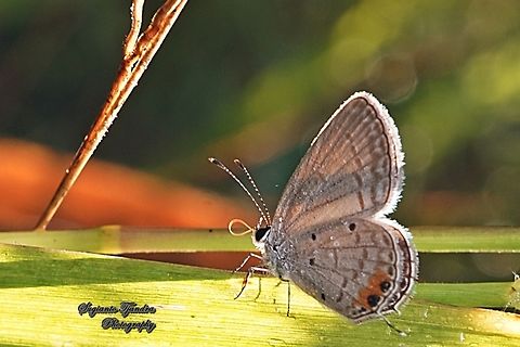 Oriental Short-tailed Blue, Everes lacturnus, family Lycaenidae  Everes lacturnus,Fall,Geotagged,Indonesia