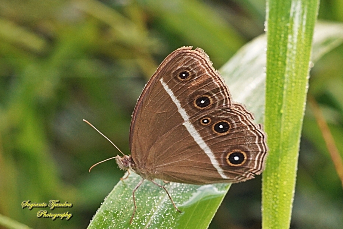 Dark Grass-brown, Orsotriaena medus cinerea  Dark grass-brown,Fall,Geotagged,Indonesia,Orsotriaena medus