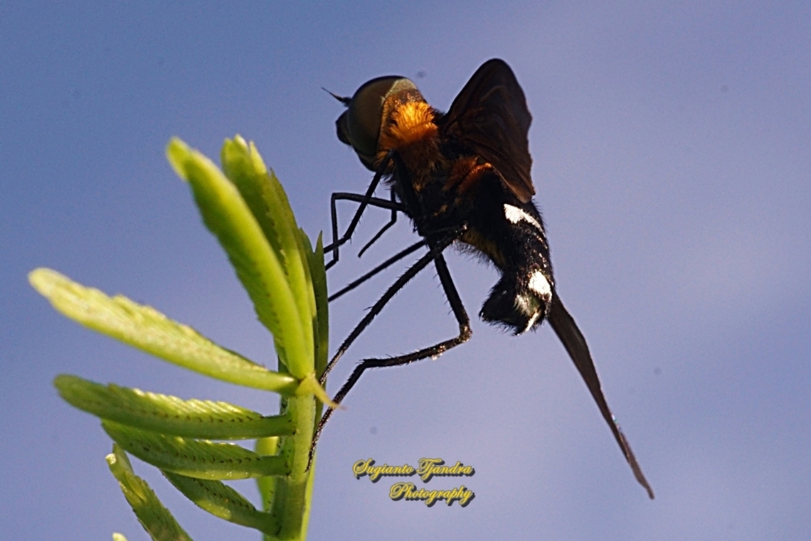 Ligyra bee fly, Ligyra tantalus, Bombyliidae  Fall,Geotagged,Indonesia,Ligyra tantalus