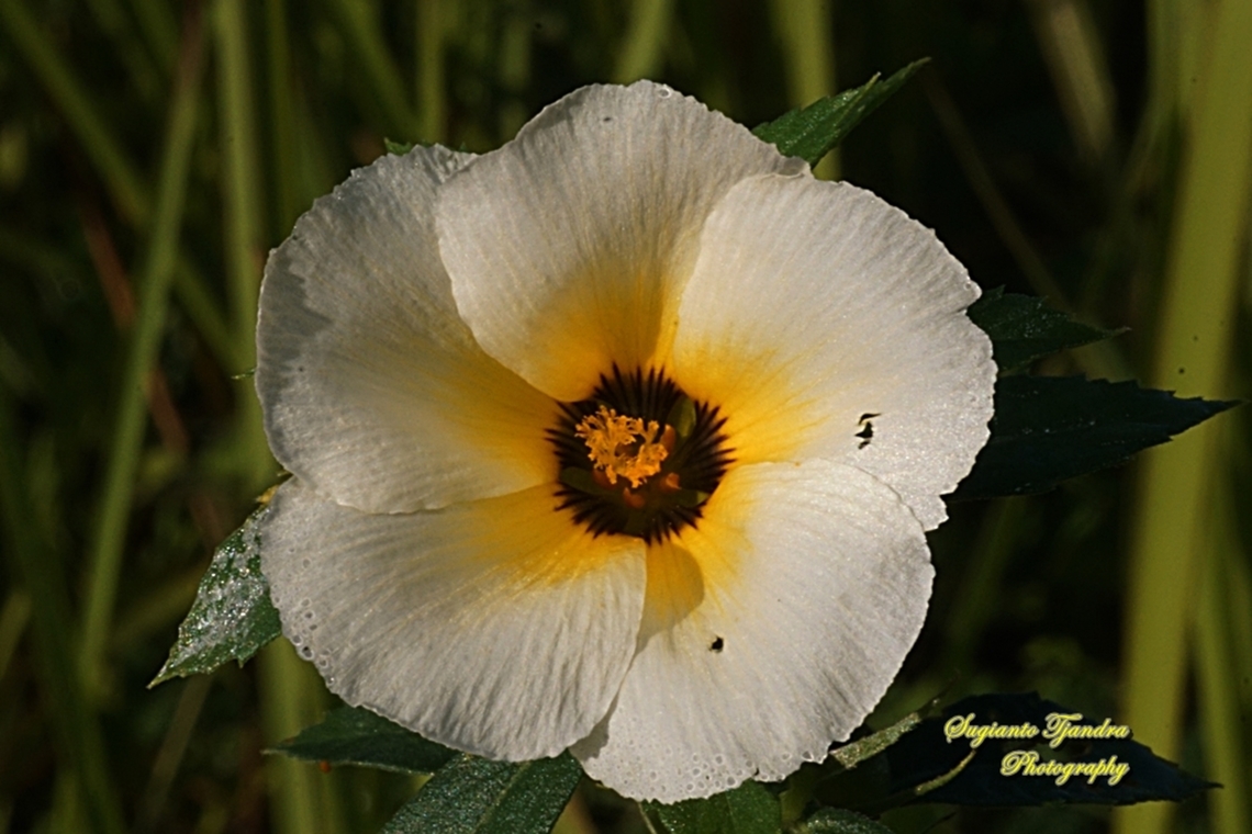 White buttercup flower, Turnera subulata  Cuban Buttercup,Fall,Geotagged,Indonesia,Turnera subulata