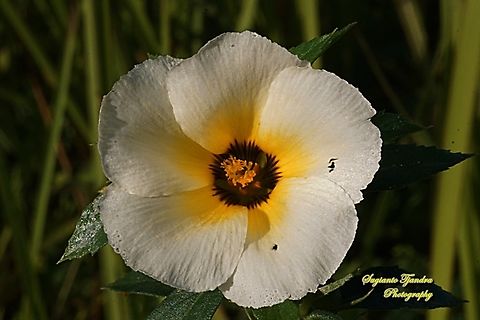White buttercup flower, Turnera subulata  Cuban Buttercup,Fall,Geotagged,Indonesia,Turnera subulata