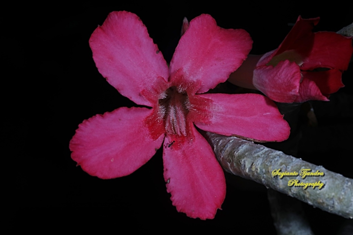 Adenium obesum, Apocynaceae  Fall,Geotagged,Indonesia