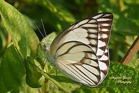 Striped Albatross Butterfly, Appias olferna olferna  Appias olferna,Eastern striped albatross,Fall,Geotagged,Indonesia