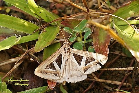 4-Triangled Noctuid Moth, Trigonodes hyppasia, family Erebidae  Fall,Geotagged,Indonesia,Triangles,Trigonodes hyppasia