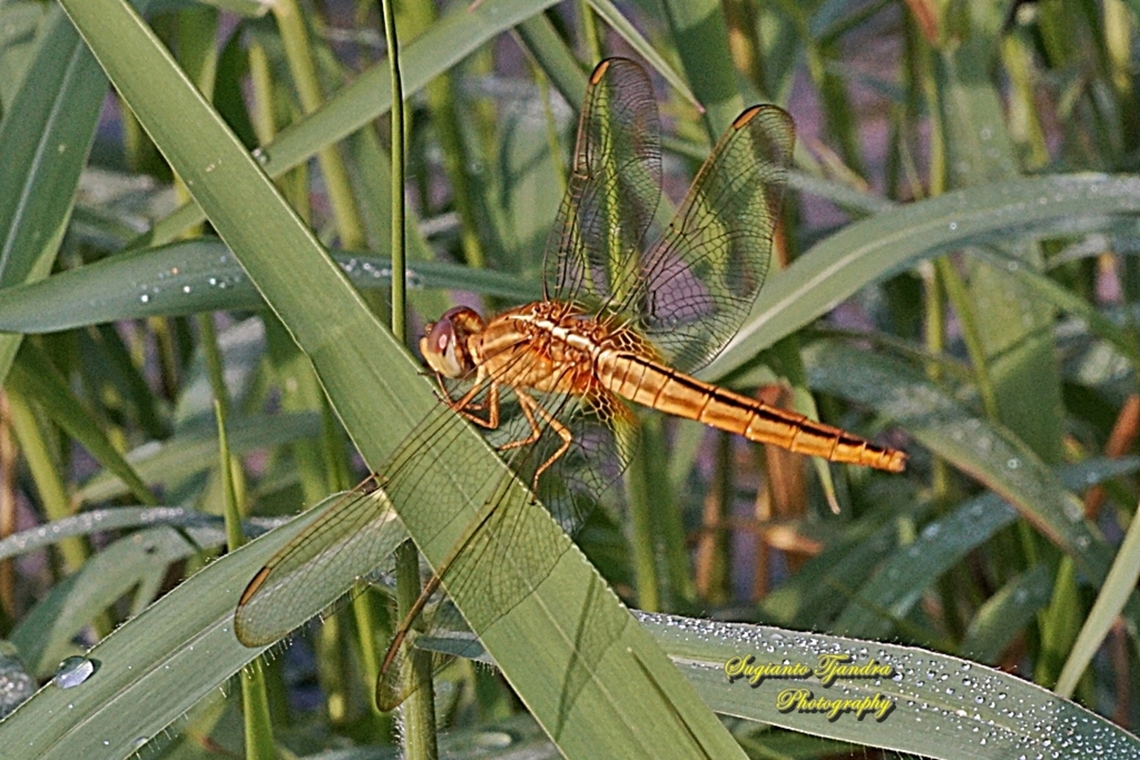 The Scarlet Skimmer Dragonfly, Crocothemis servilia servilia - Young male  Crocothemis servilia,Fall,Geotagged,Indonesia,Scarlet Skimmer